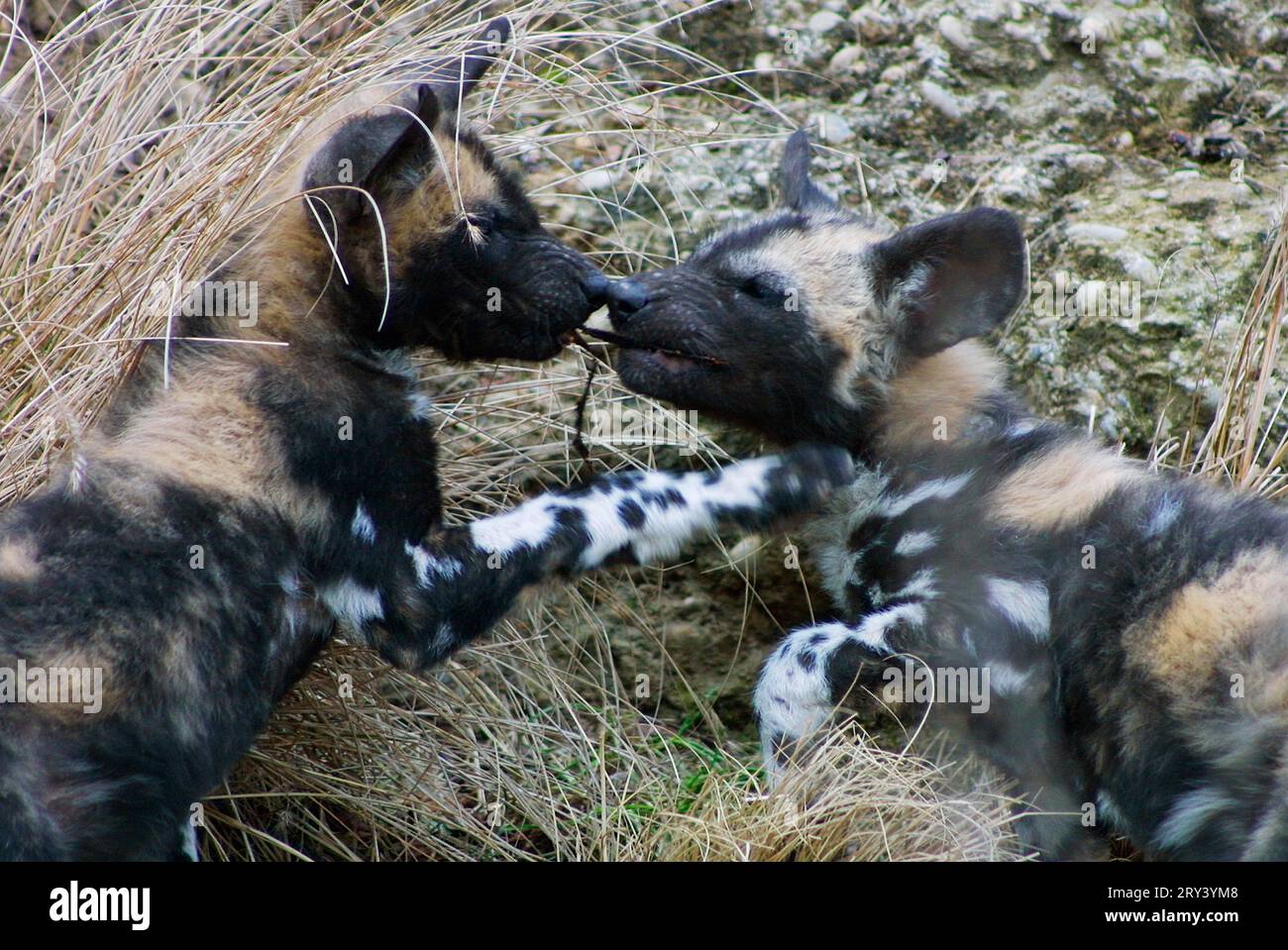 Cane selvatico africano (Lycaon Pictus), cane selvatico africano, Africa, africa Foto Stock