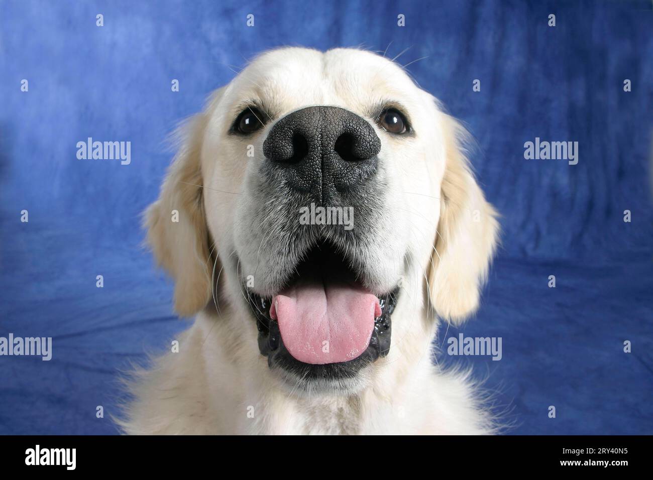 Il Golden Retriever Foto Stock