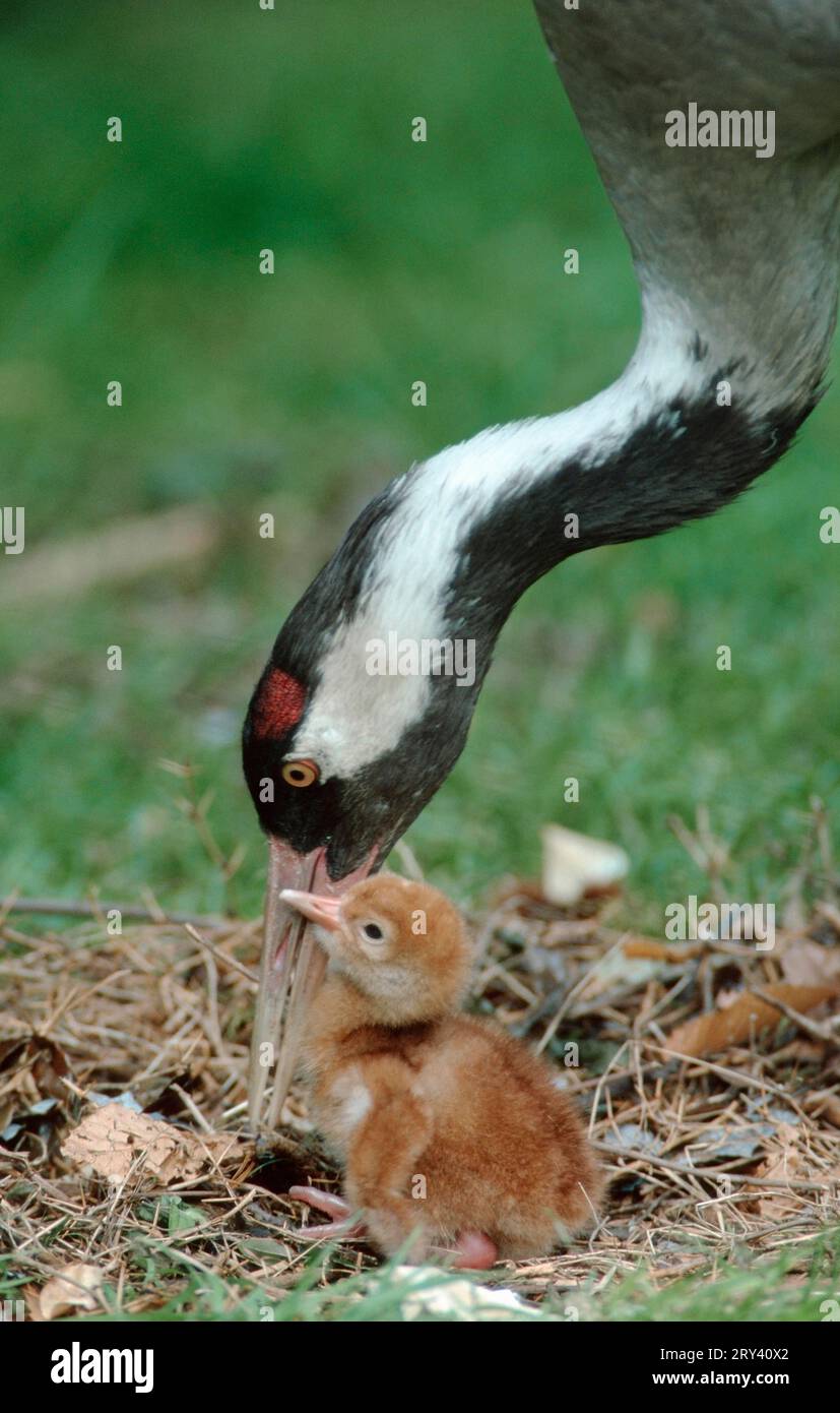 Gru comune (Grus grus) con pulcino Foto Stock