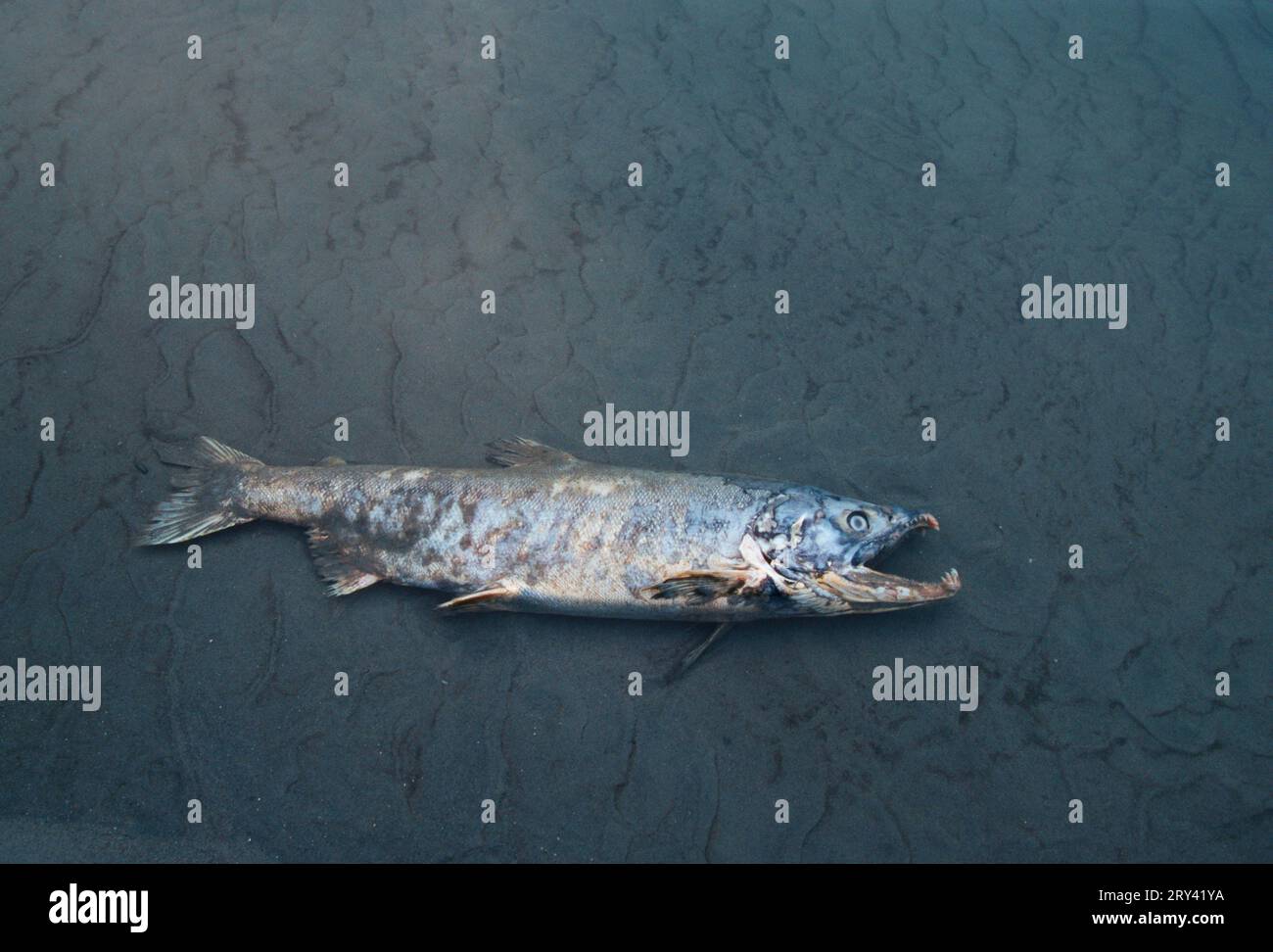 Salmone coho morto (Oncorhynchus kisutch), fiume Chilkat, Alaska, Stati Uniti Foto Stock