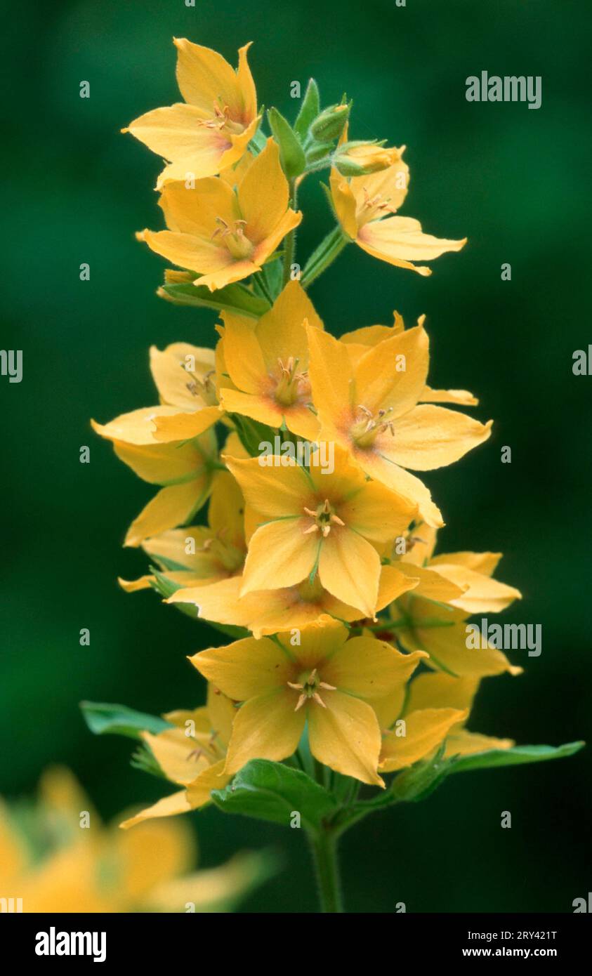 Avvistato (loosestrife Lysimachia punctata) Foto Stock