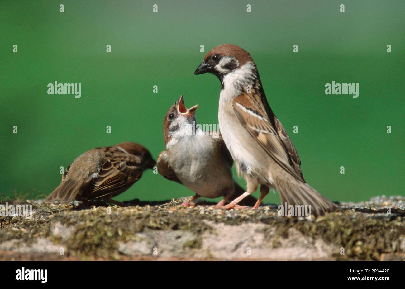 Passer montanus (Passer montanus) che dà da mangiare ai giovani, bassa Sassonia, Germania Foto Stock