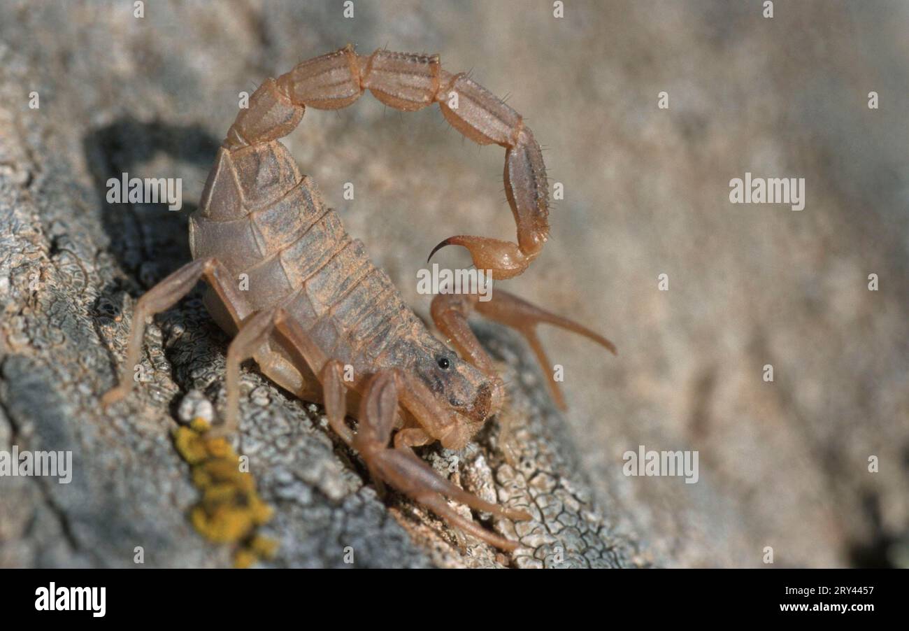 Scorpion, Parco Nazionale del Tejo, Portogallo (Buthus occitanus) (Euscorpius occitanus) Foto Stock