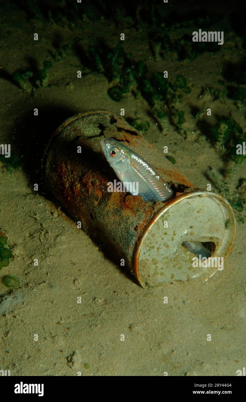 Desolazione comune in lattina di orso arrugginito, desolazione comune (Alburnus alburnus) in lattina di birra arrugginita, fossa di ghiaia, Baviera, altri animali, altri animali, Fische, pesce Foto Stock