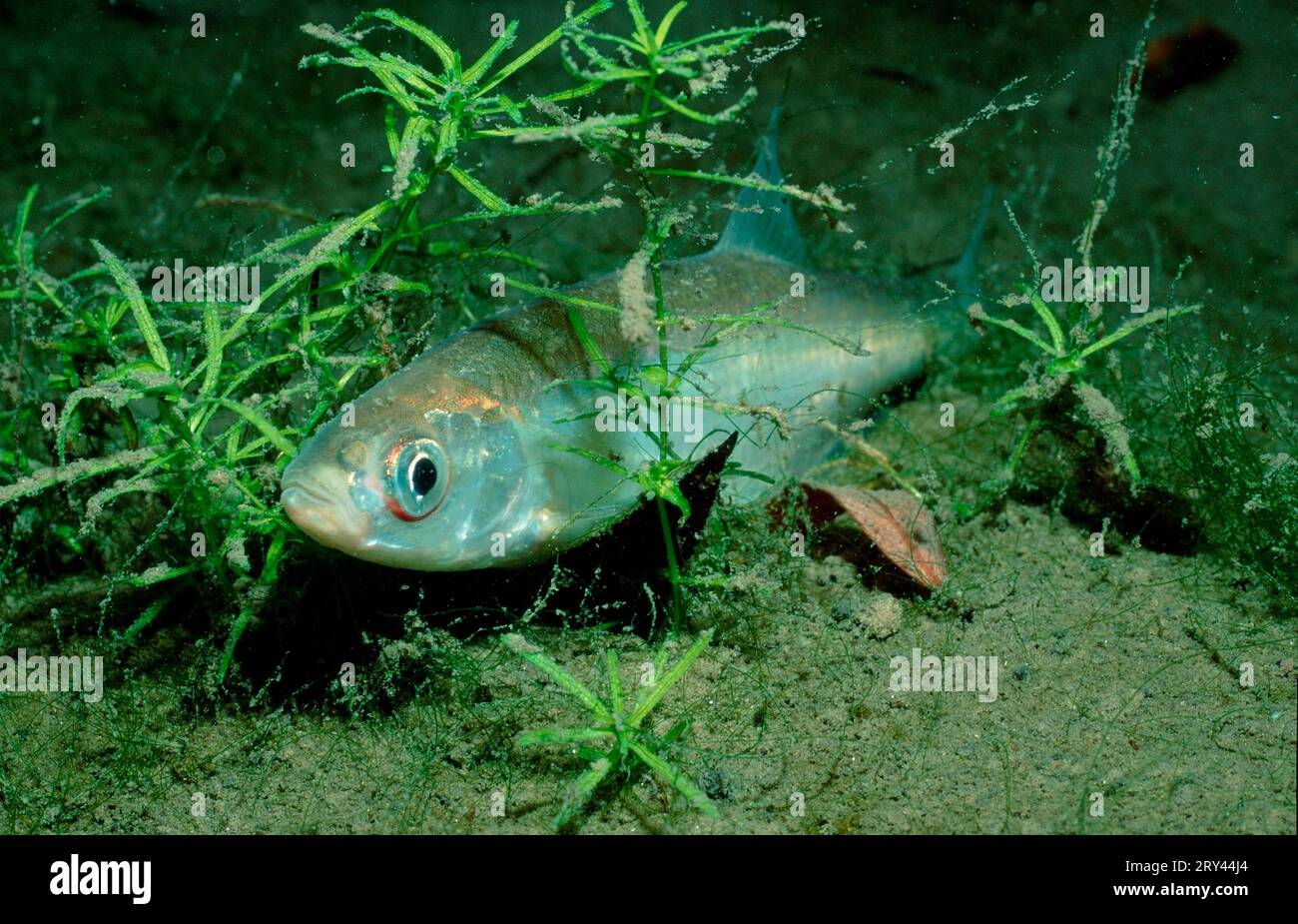Desolazione comune (Alburnus alburnus), lago di Ossiach, Carinzia, Austria Foto Stock