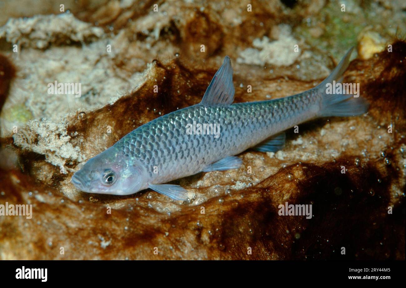 Moroko di pietra (Pseudorasbora parva), stagno di cava, Renania-Palatinato, Germania Foto Stock