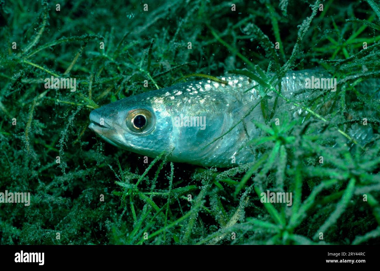 Mullet grigio dalle labbra spesse, Spagna (Mugil chelo) (Mugil provensalis), Mullet dalle labbra spesse (Chelon labrosus), Mullet, altri animali, altri animali Foto Stock