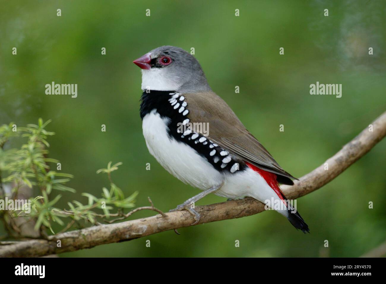 Diamond Firetail (Stagonopleura guttata), Diamond firetail, ropy, Side Foto Stock