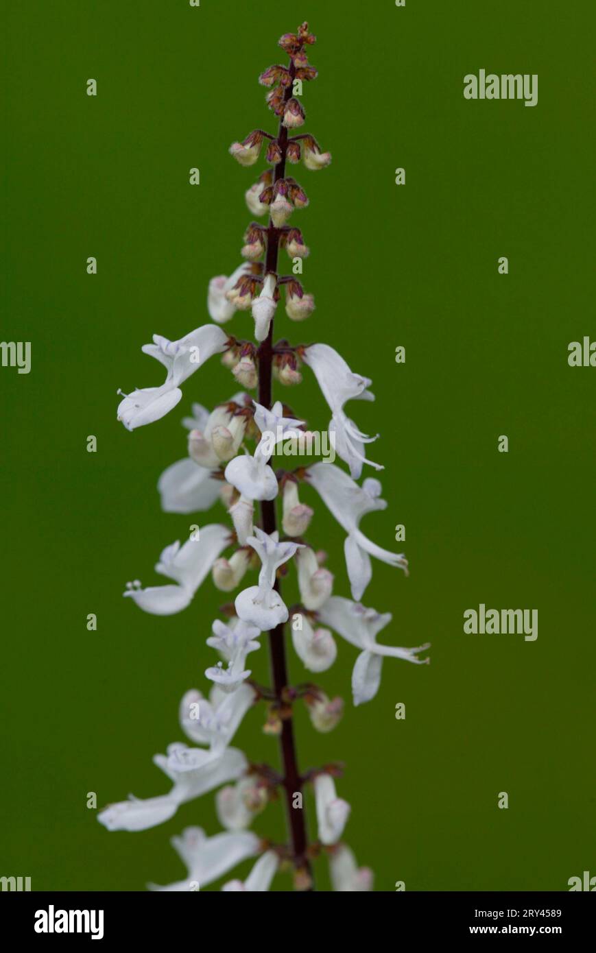 Edera svedese (Plectranthus coleoides), Weihrauchnessel, Haengender Harfenstrauch, haengender, Blumen, fiori, Zierpflanzen, piante ornamentali Foto Stock