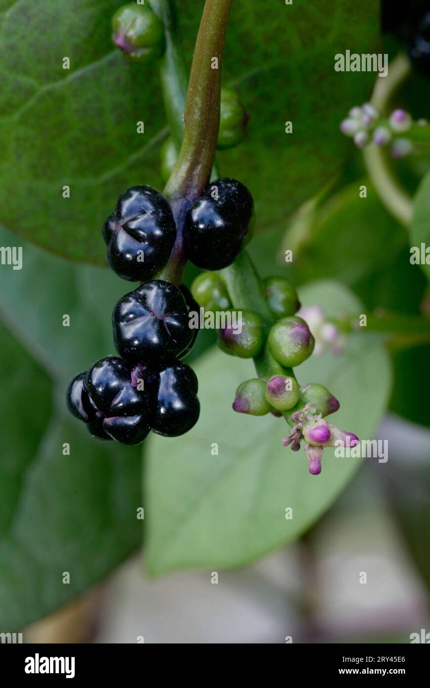 Frutti di spinaci di Malabar (Basella rubra), Malabarspinat, Fruechte, Pflanzen, vegetali, Basellgewaechse, Basellaceae, schwarz, black, Hochformat Foto Stock