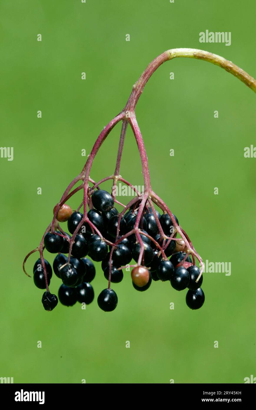 Elderberries, Germania, Elderberries neri, Europa, piante, famiglia caprifoglio, Caprifoliaceae, verticale, frutta, bacche Foto Stock