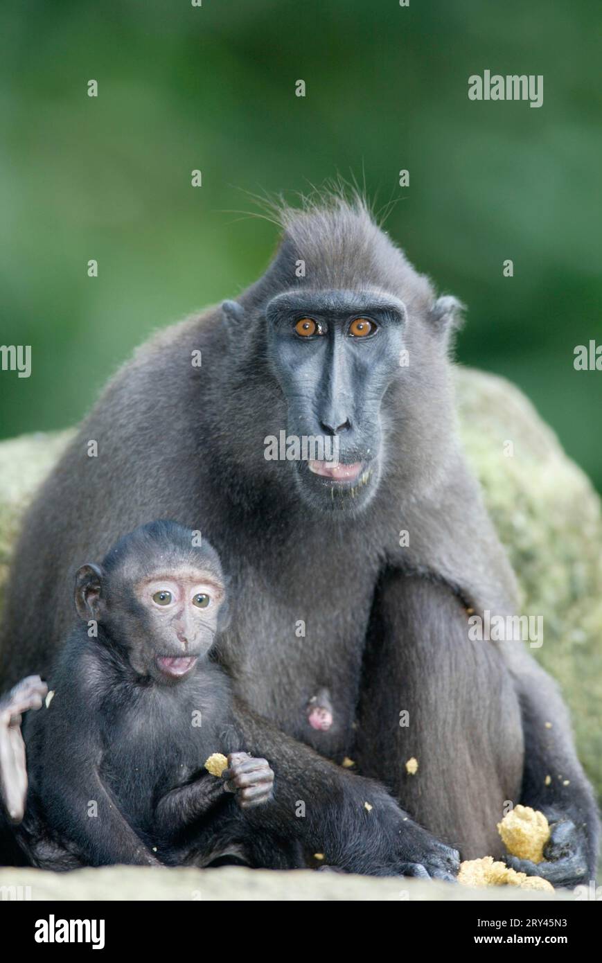 Sulawesi Crested Black macachi (Macaca nigra), femmina con giovane, Schopfmakaken, Weibchen mit Jungtier / Foto Stock