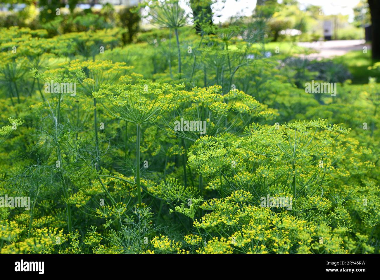 L'aneto è un'erba culinaria versatile Foto Stock
