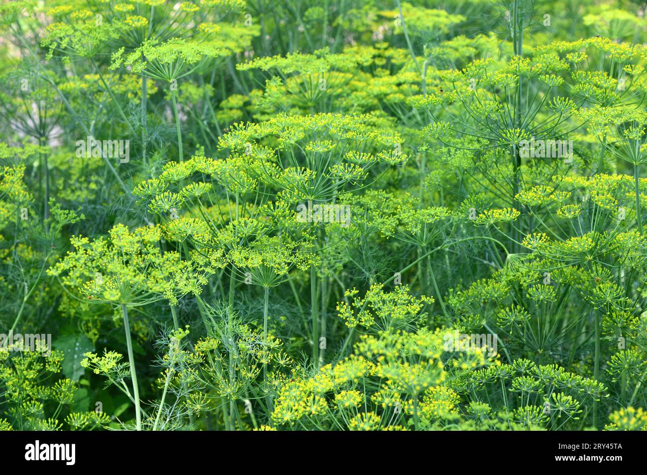 L'aneto è un'erba culinaria versatile Foto Stock