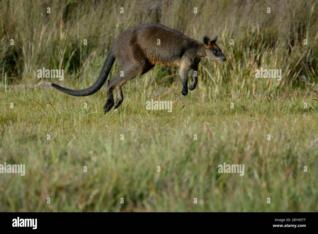 Wamp Wallaby (Wallabia bicolor), Sumpfwallaby, freistellbar Foto Stock