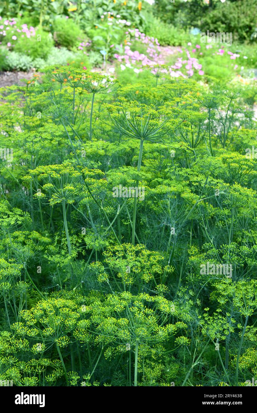 L'aneto è un'erba culinaria versatile Foto Stock
