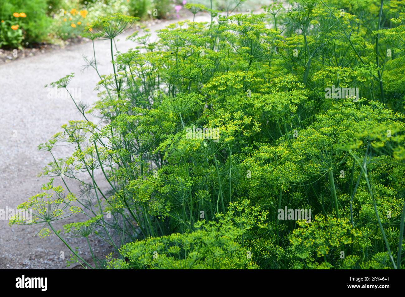 L'aneto è un'erba culinaria versatile Foto Stock