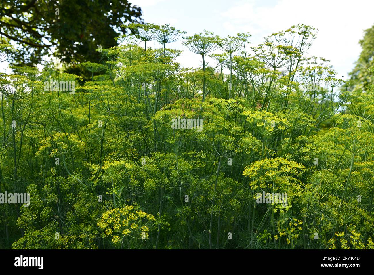 L'aneto è un'erba culinaria versatile Foto Stock