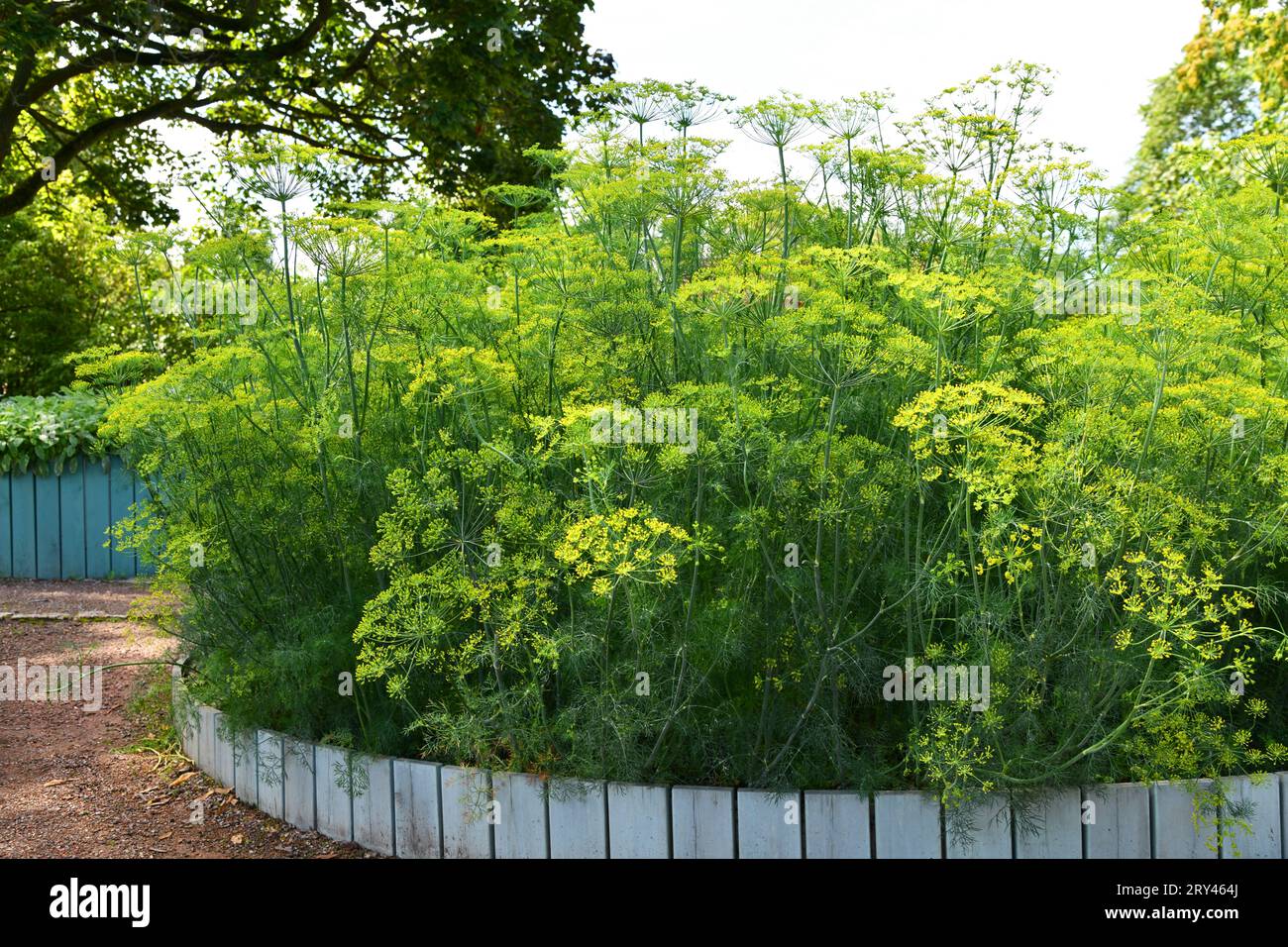 L'aneto è un'erba culinaria versatile Foto Stock