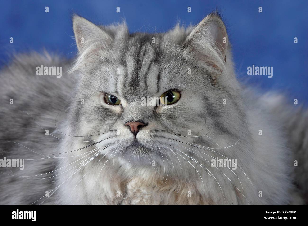 Gatto persiano, tabby argento Foto Stock