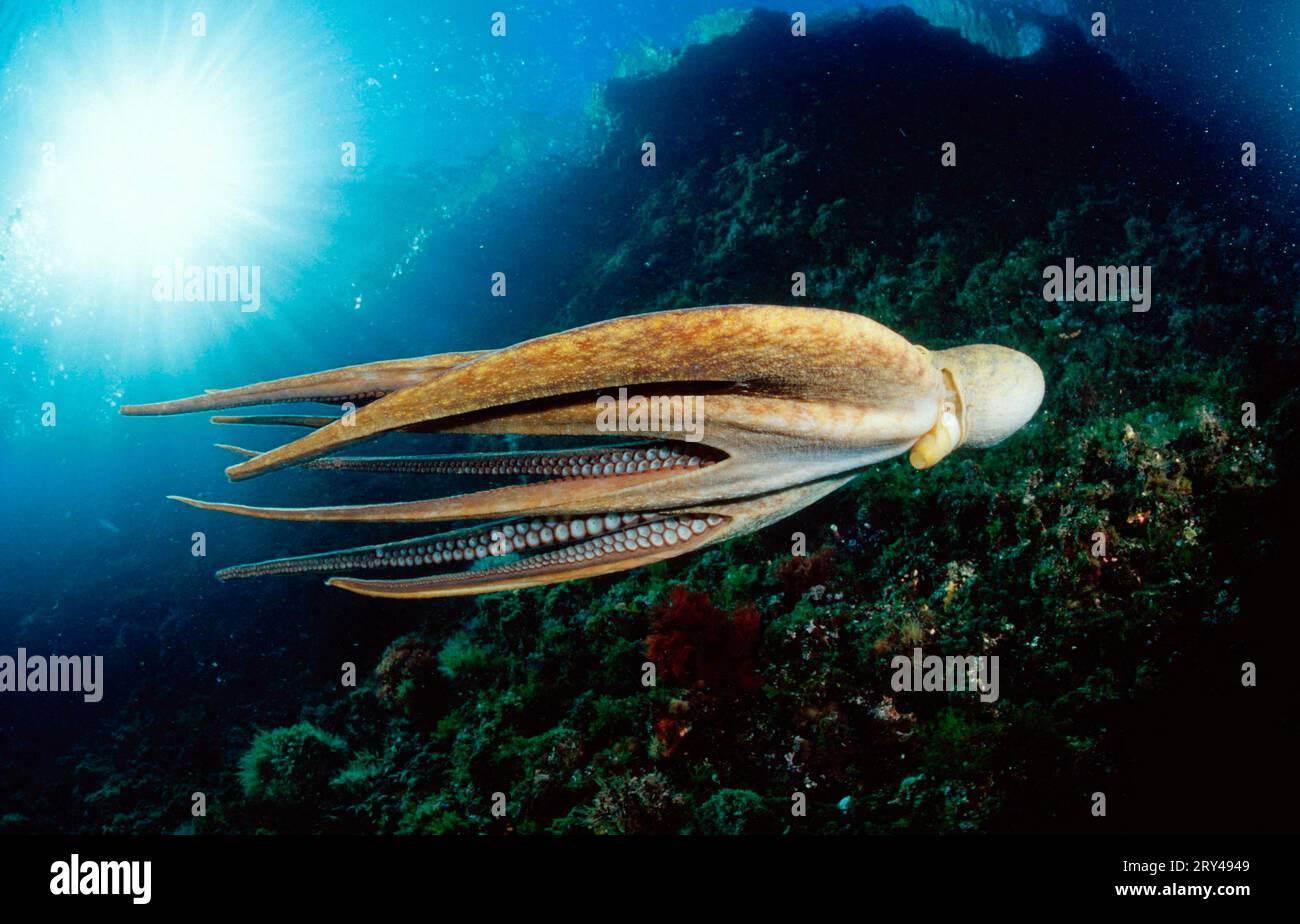 Polpo europeo comune, Mar Mediterraneo (Octopus vulgaris), molluschi, lato Foto Stock