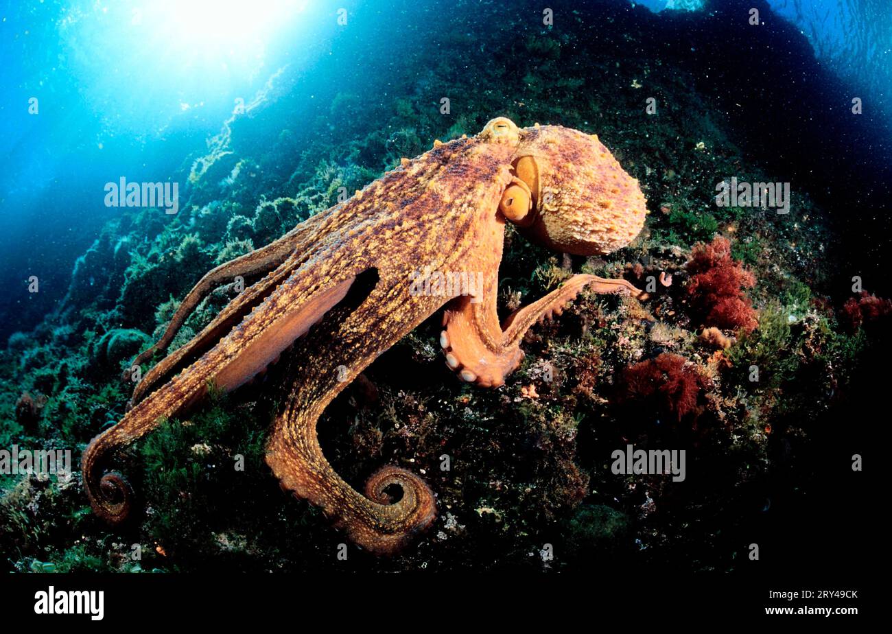 Polpo comune europeo, Mar Mediterraneo, polpo comune (Octopus vulgaris) polpo, Mar Mediterraneo, polpo comune Atlantico, polpo comune Foto Stock