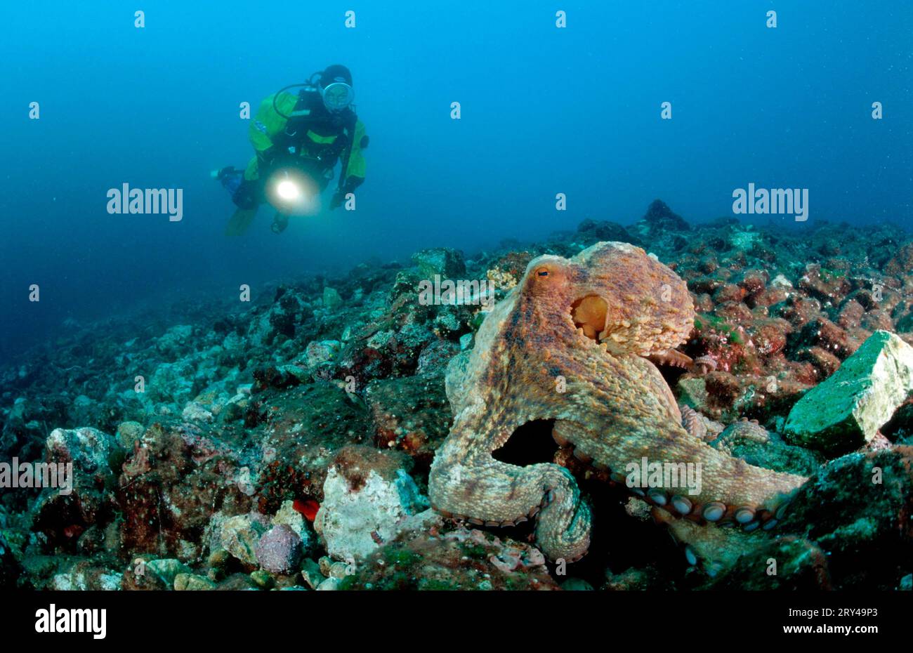 Polpo comune europeo e subacqueo, Mar Mediterraneo, polpo comune (Octopus vulgaris) polpo e subacqueo, Mar Mediterraneo, Atlantico comune Foto Stock
