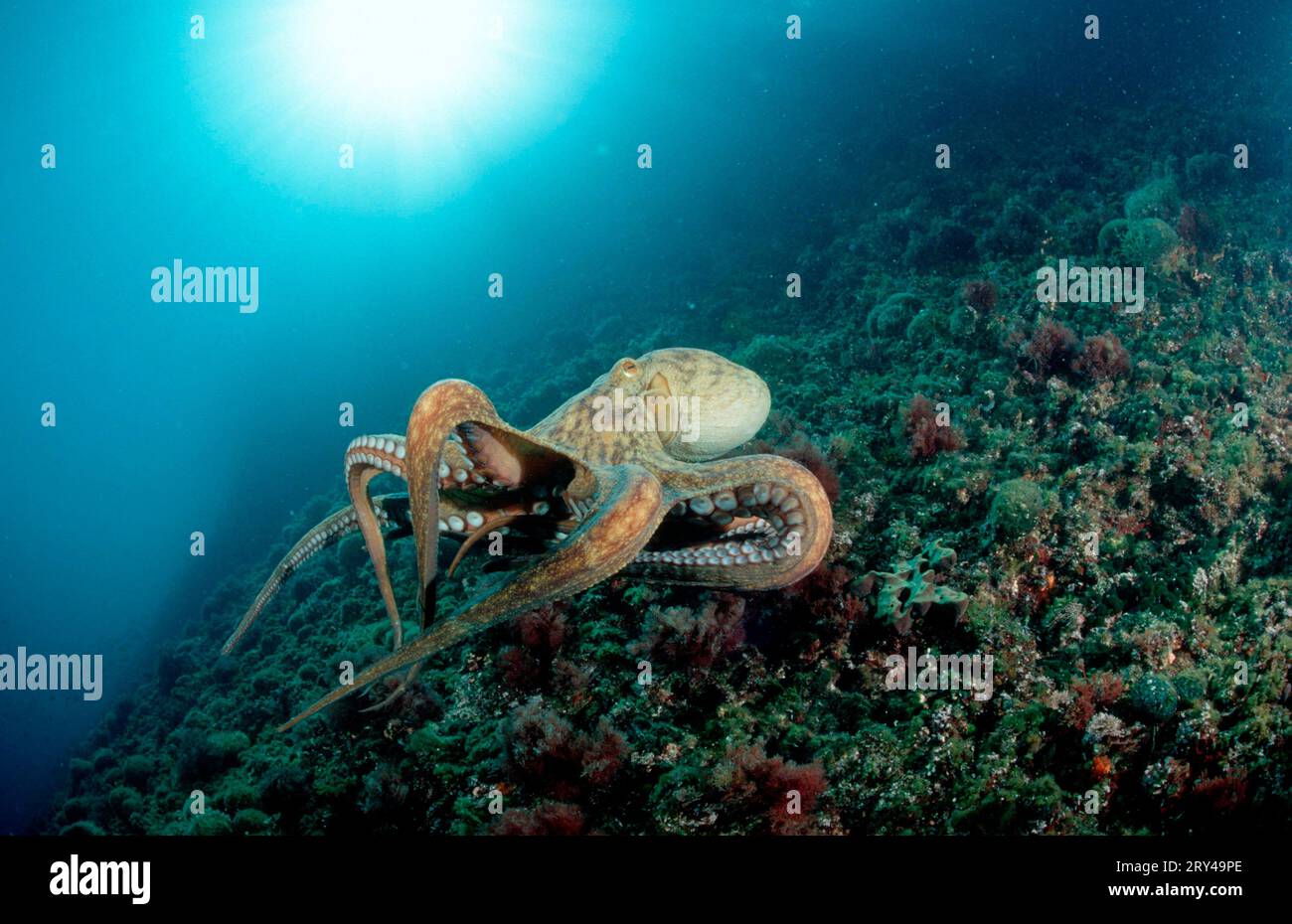 Polpo comune europeo, mediterraneo (Octopus vulgaris), mollusco Foto Stock