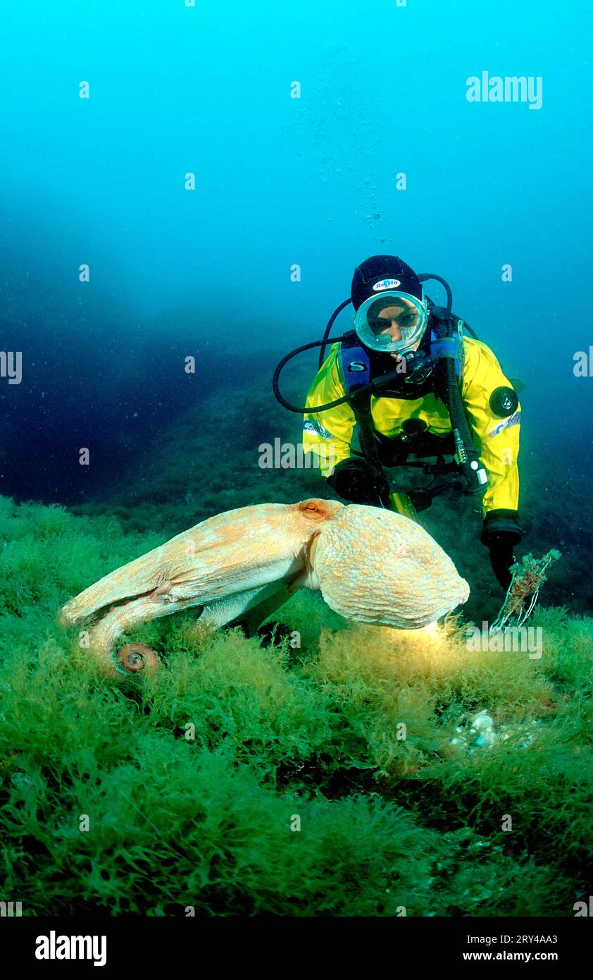 Polpo europeo comune e subacqueo, Costa Brava, Spagna (Octopus vulgaris), polpo Atlantico comune Foto Stock