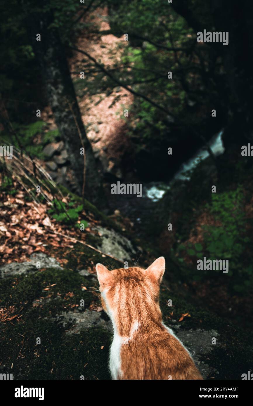 Cattura l'attimo con un simpatico gatto arancione che guarda la cascata. Foto Stock