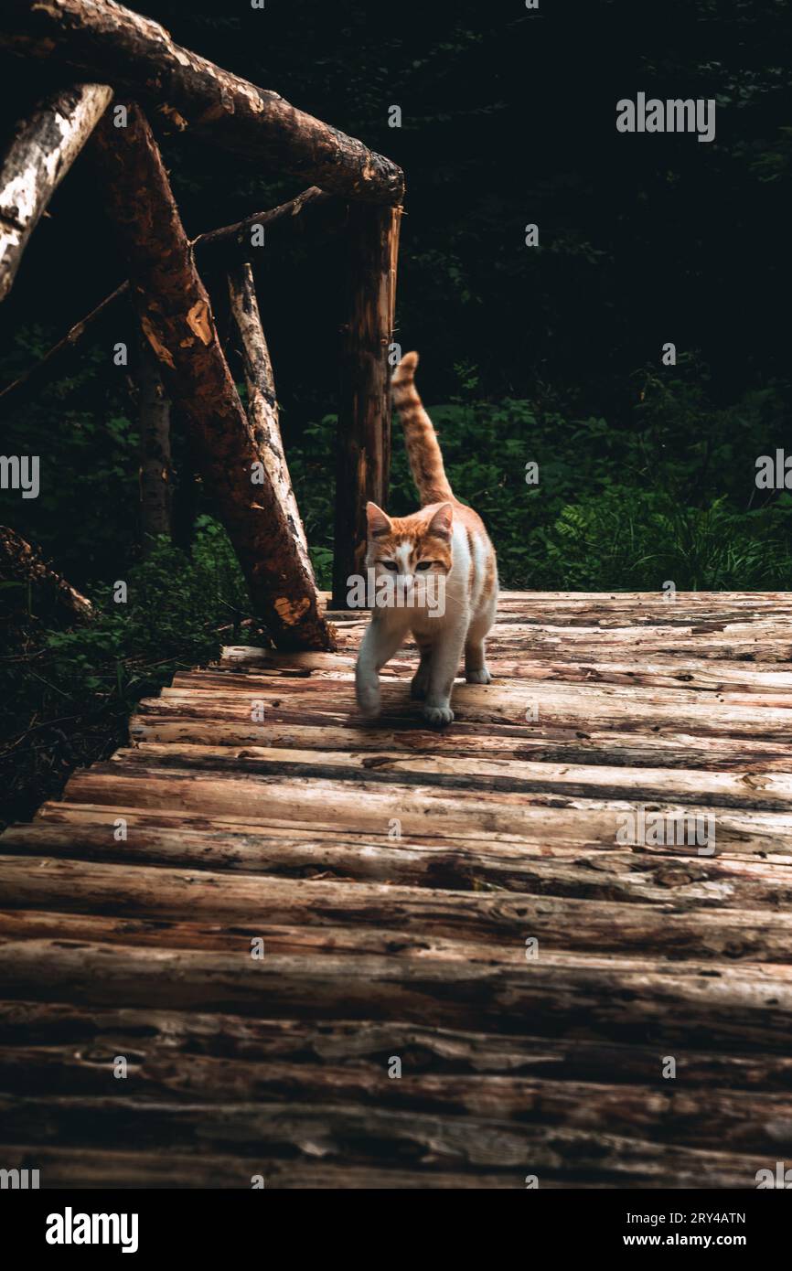 Gatto arancione e bianco che cammina su un ponte di legno con sfondo scuro e lunoso. Foto Stock