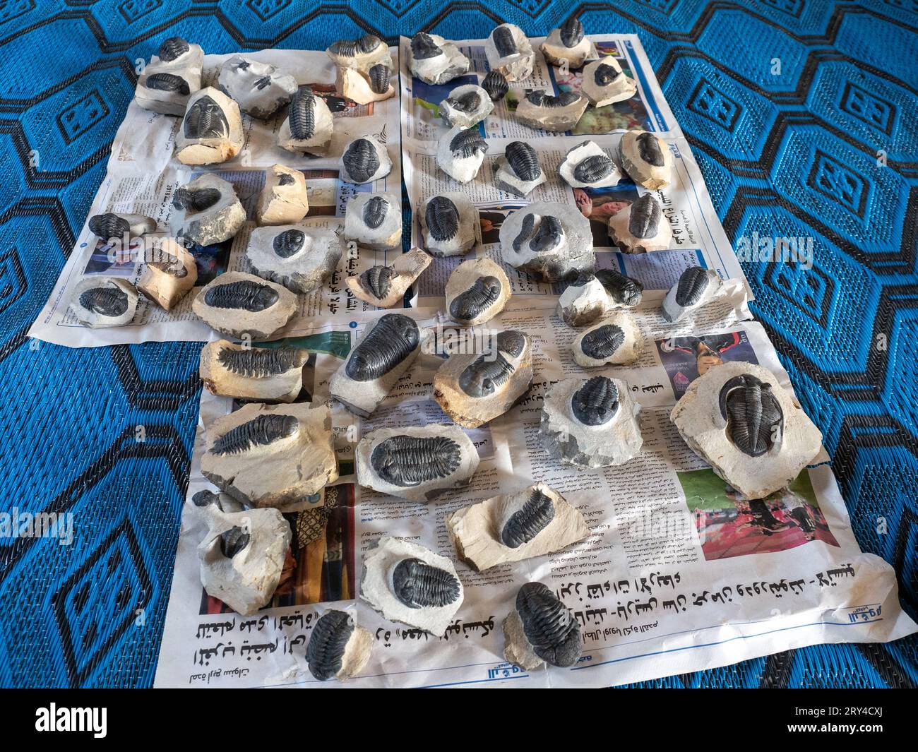 Molti bellissimi fossili di trilobiti nella galleria/negozio di Ben Moula nell'Anti-Atlante in Marocco Foto Stock