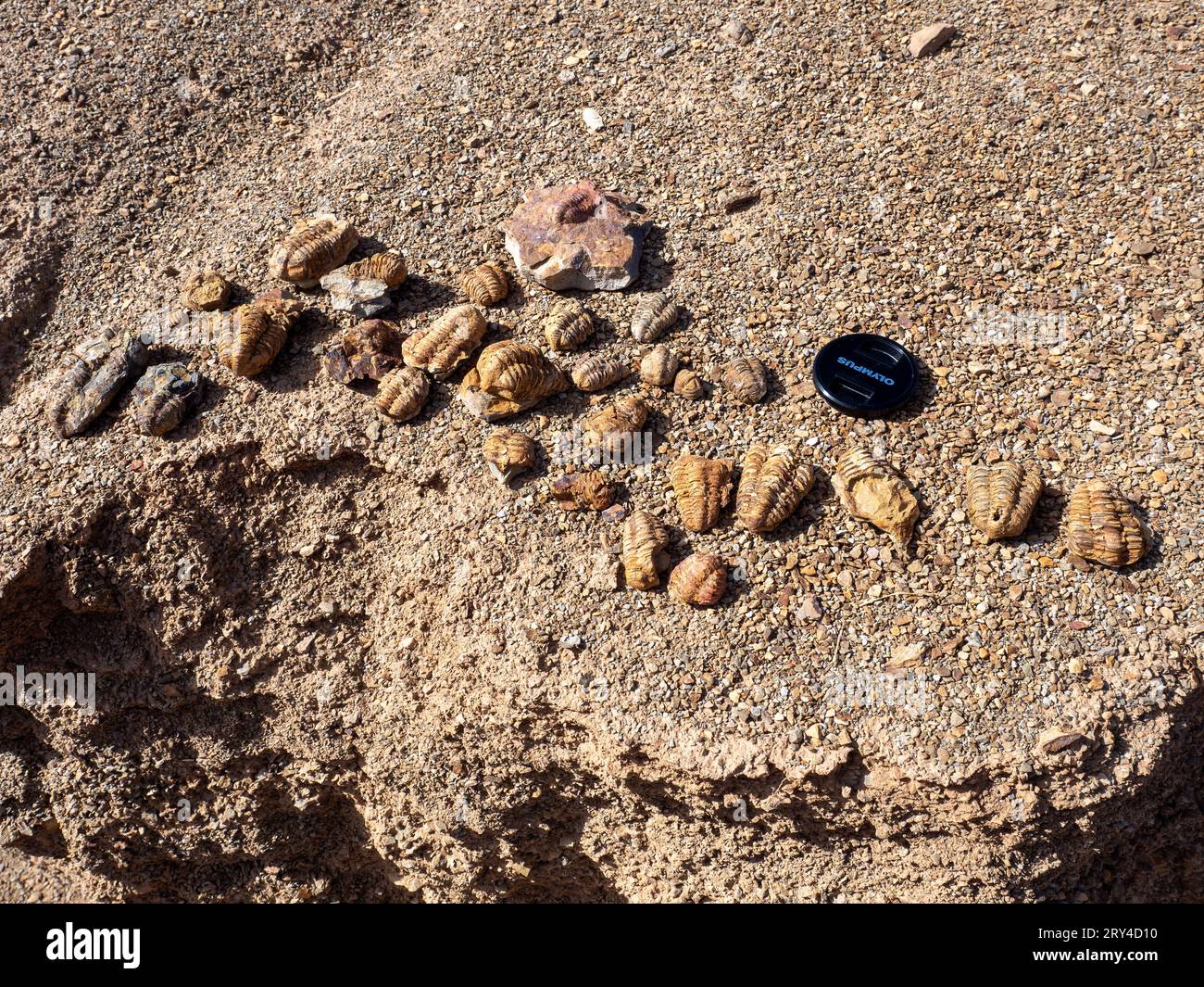 "Fango-bug" a Jebel Tiskouine, dove oltre 15 milioni di questi trilobiti sono stati estratti dalla formazione Ktaoua dell'Ordoviciano superiore, in Marocco Foto Stock