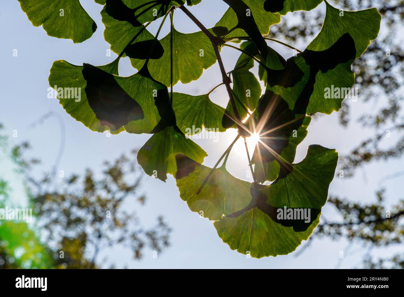 Foglie di ginkgo verde nel sole autunnale di Vancouver, Canada, contro un cielo blu. Foto Stock