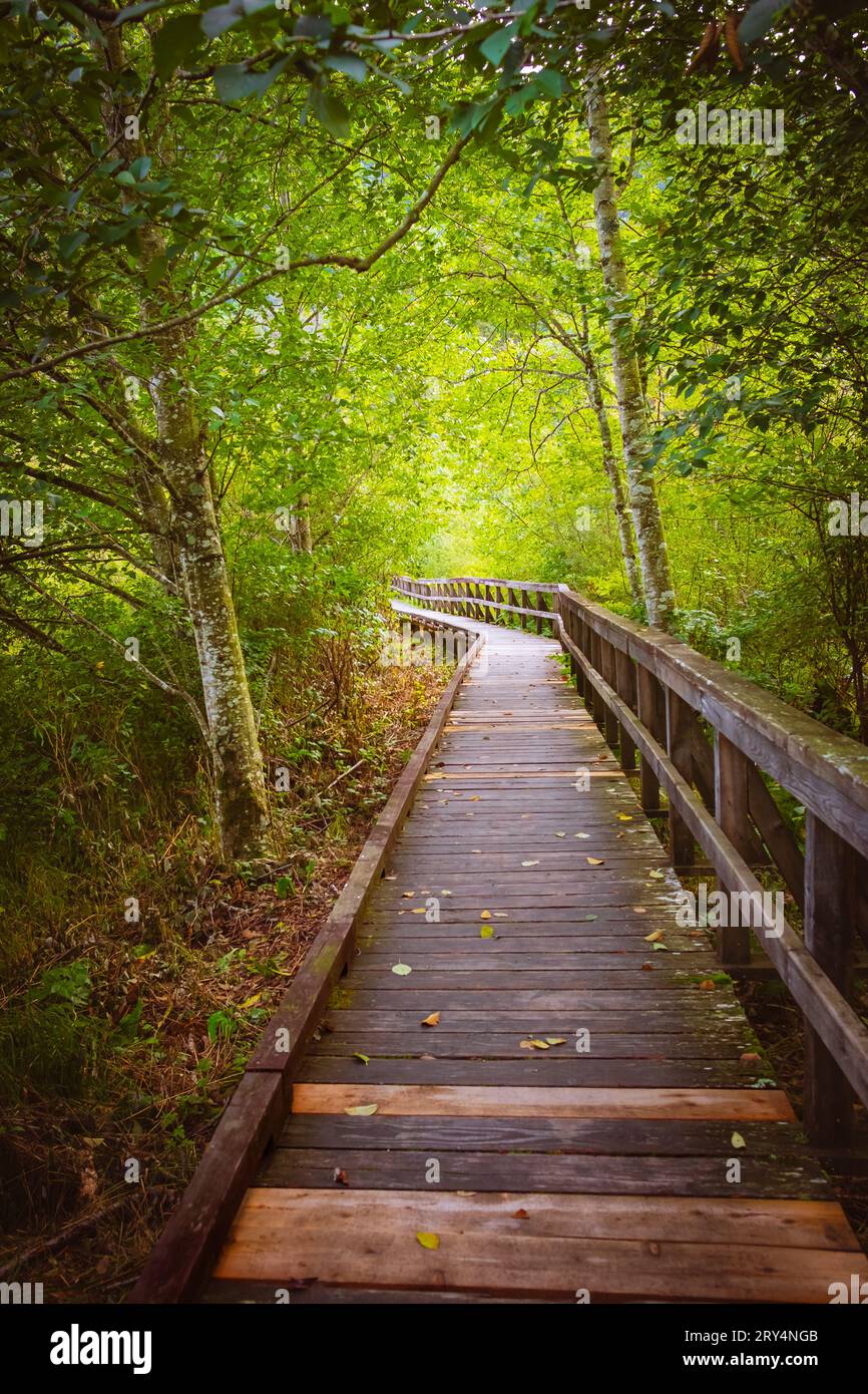 Un sentiero fatto di tavole di legno è un passaggio attraverso la foresta. Sentiero in legno attraverso la foresta pluviale nel Canada occidentale. Ponte pedonale in legno nel parco, tr Foto Stock