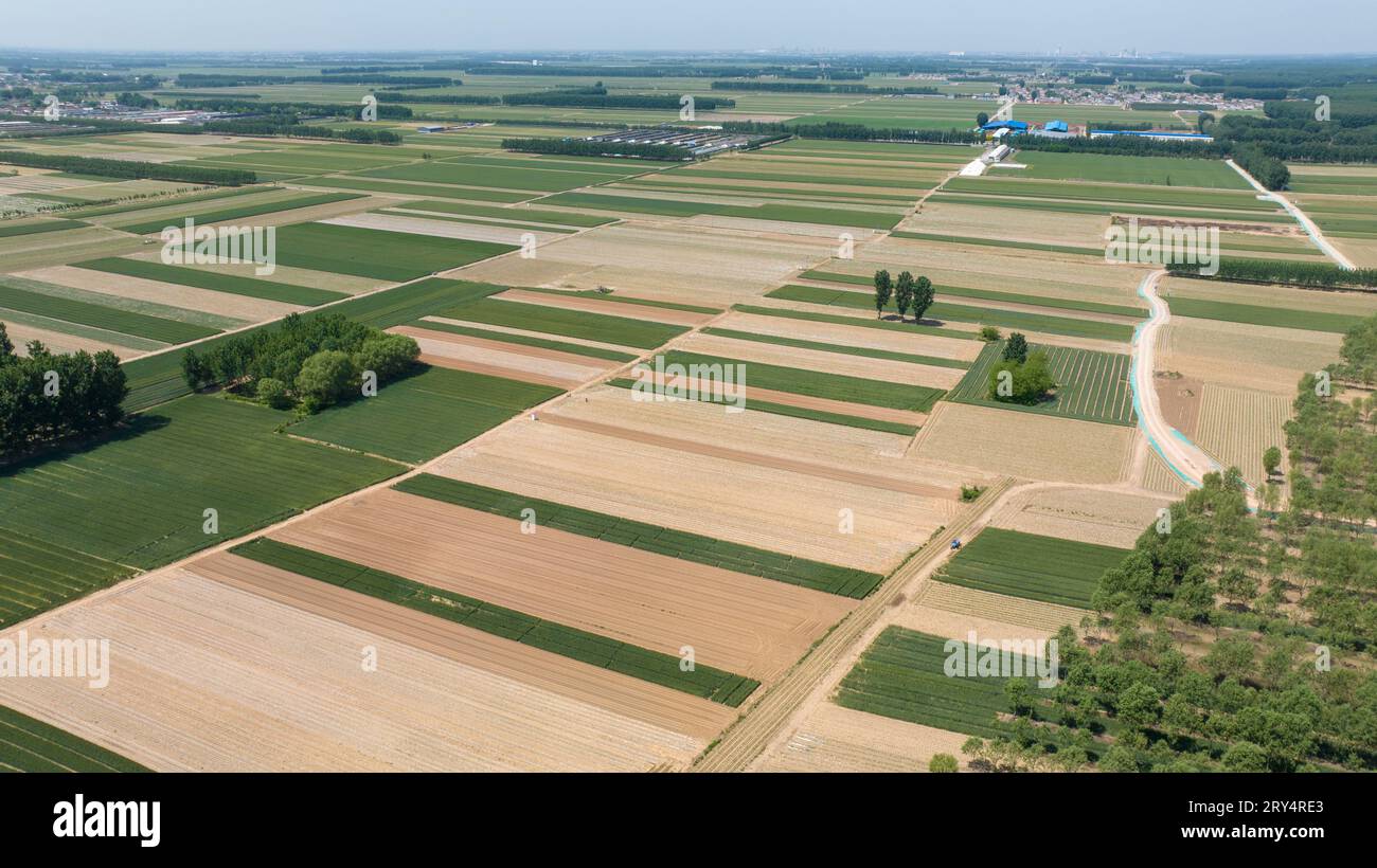Paesaggio agricolo nella pianura della Cina settentrionale Foto Stock