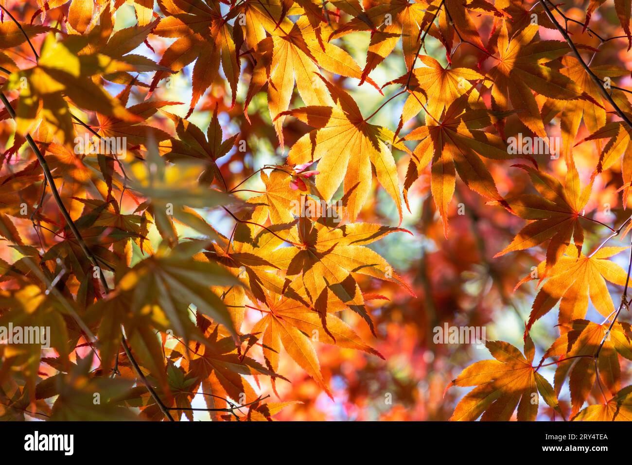 Foglie di arancio e acero rosso giapponese in primo piano in primavera a Vancouver, Canada. Le lamelle riempiono il telaio. Foto Stock