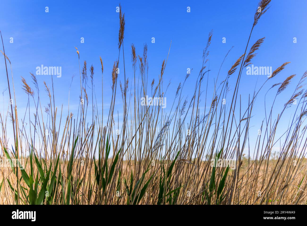 Canne ed erbe nelle paludi e nelle zone umide della Camargue vicino a Saintes-Maries-de-la-Mer in Provenza, nel sud della Francia. Foto Stock