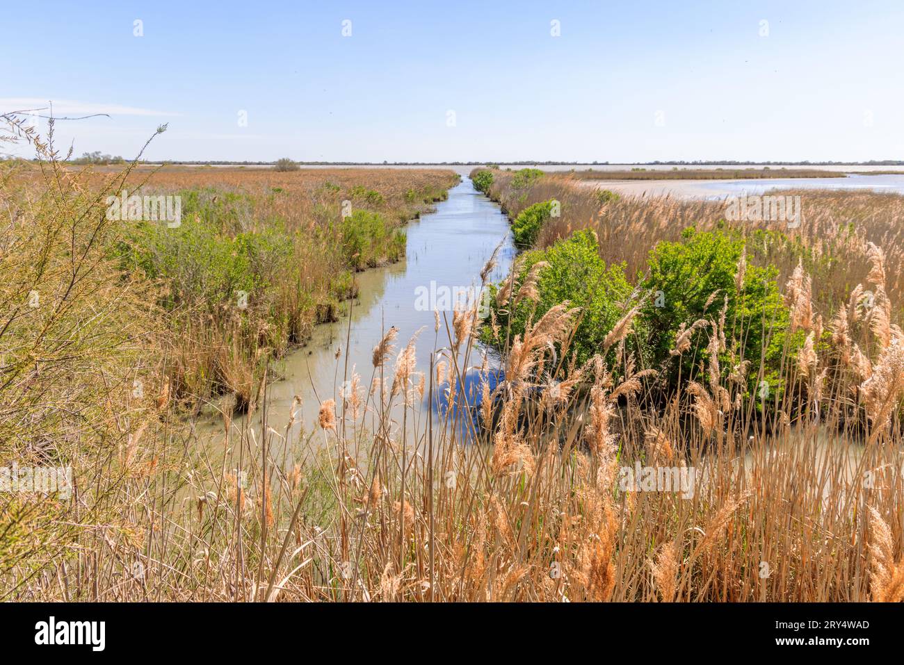 Canne ed erbe nelle paludi e nelle zone umide della Camargue vicino a Saintes-Maries-de-la-Mer in Provenza, nel sud della Francia. Foto Stock