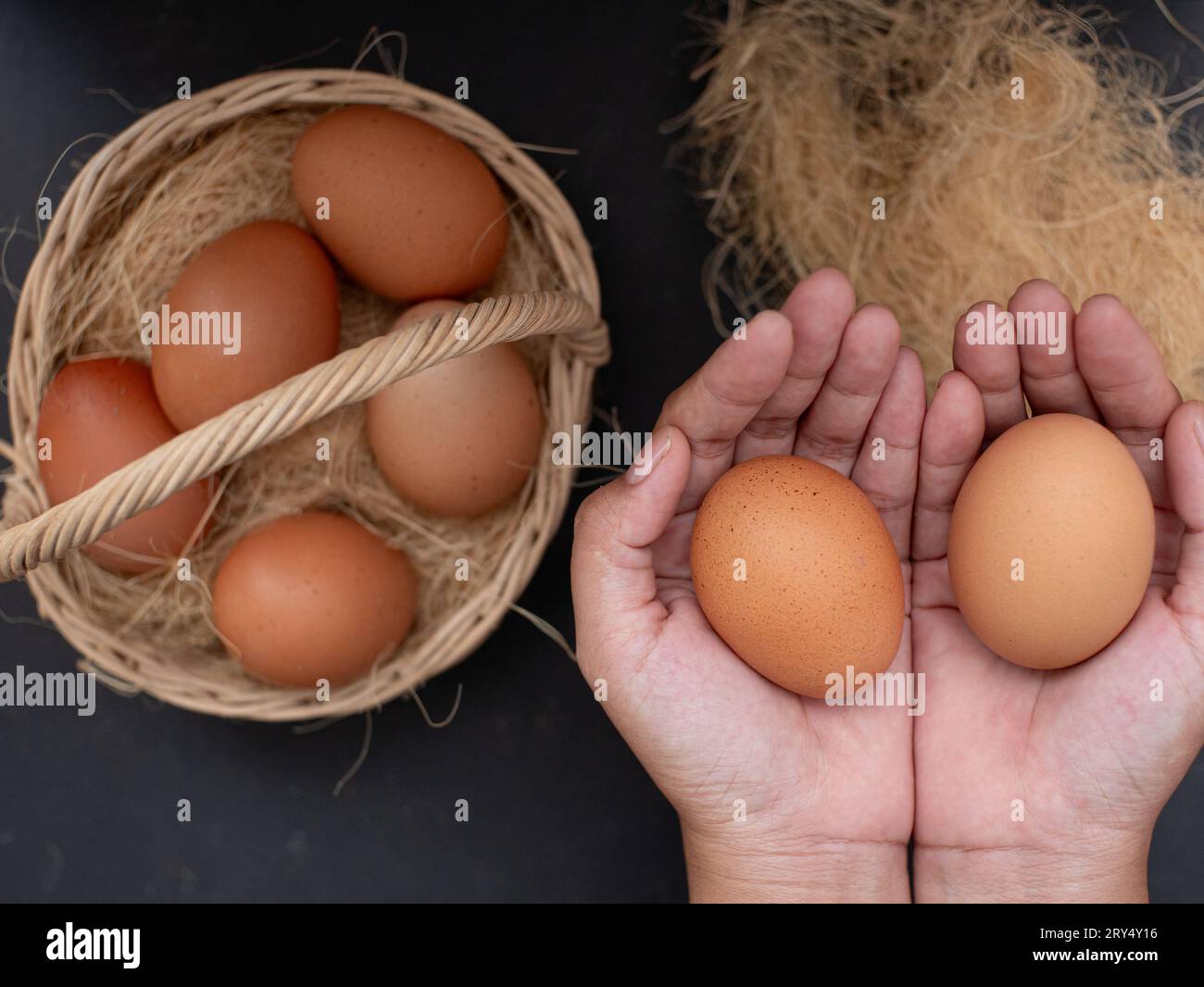 uova di pollo fresche sul nido. le mani prendono le uova di gallina dal nido. pollaio nel villaggio Foto Stock