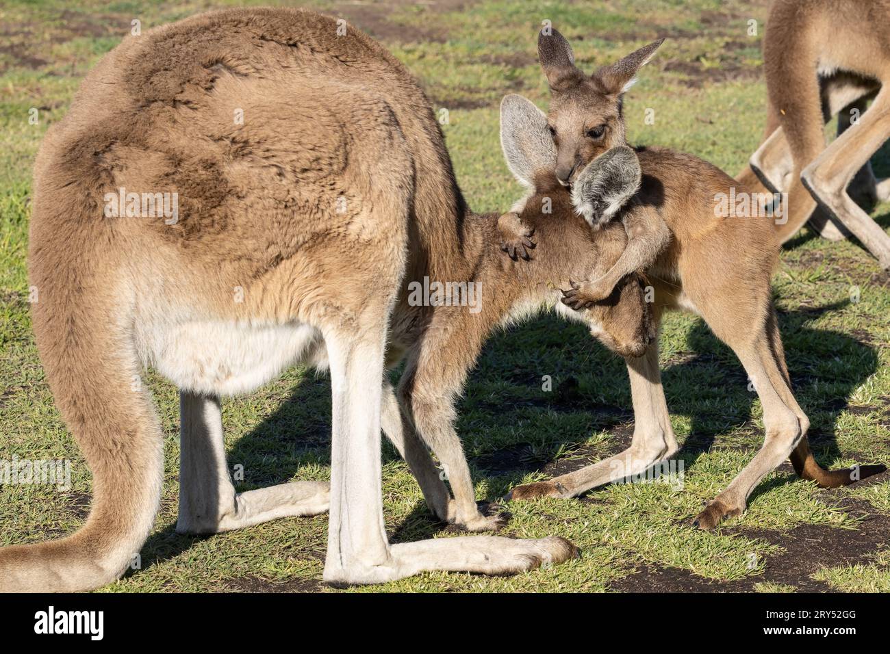 WESTERN Grey Kangaroo madre e joey interagiscono Foto Stock