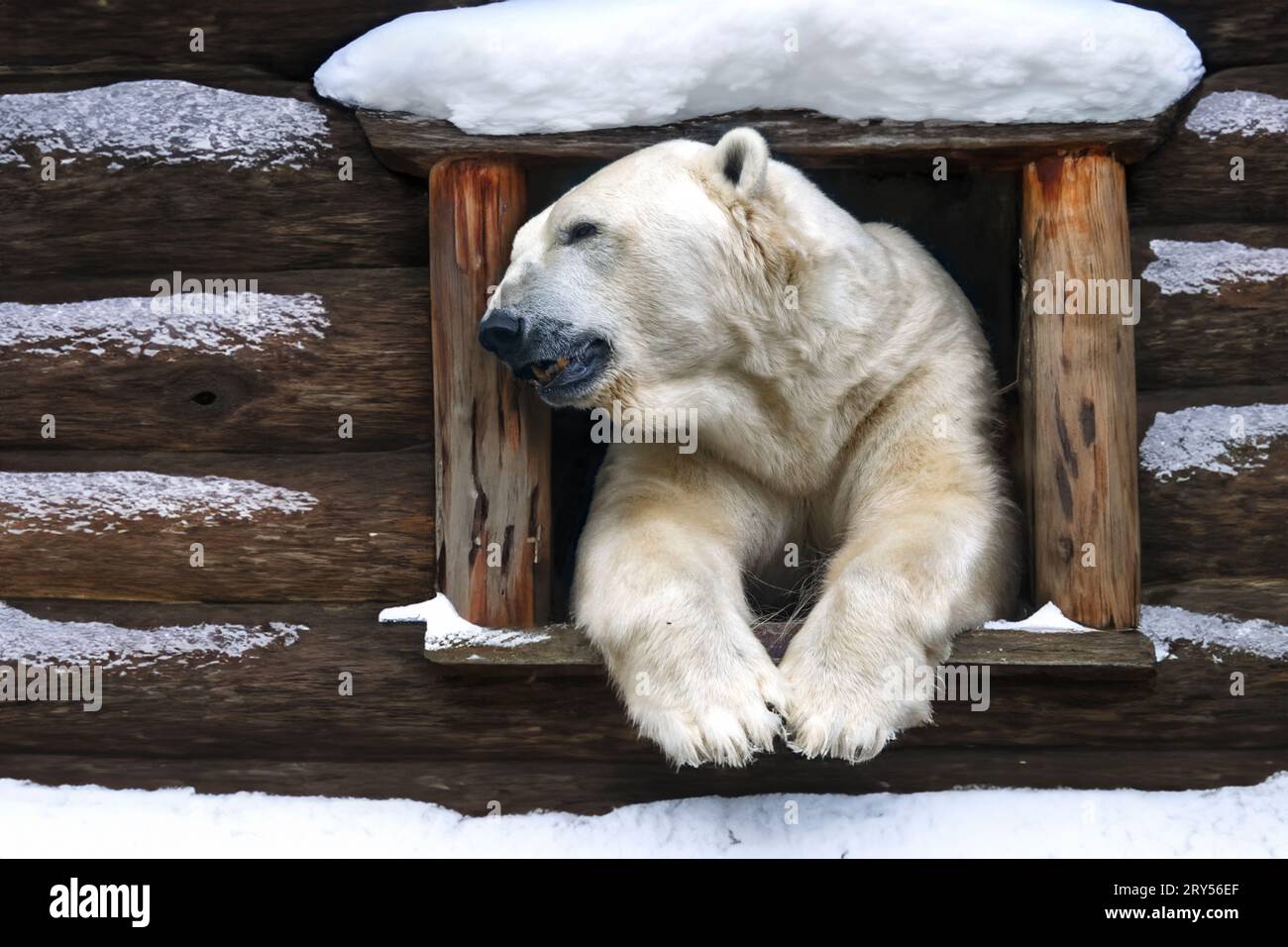 Un orso polare guarda fuori dalla finestra di una cabina innevata Foto Stock