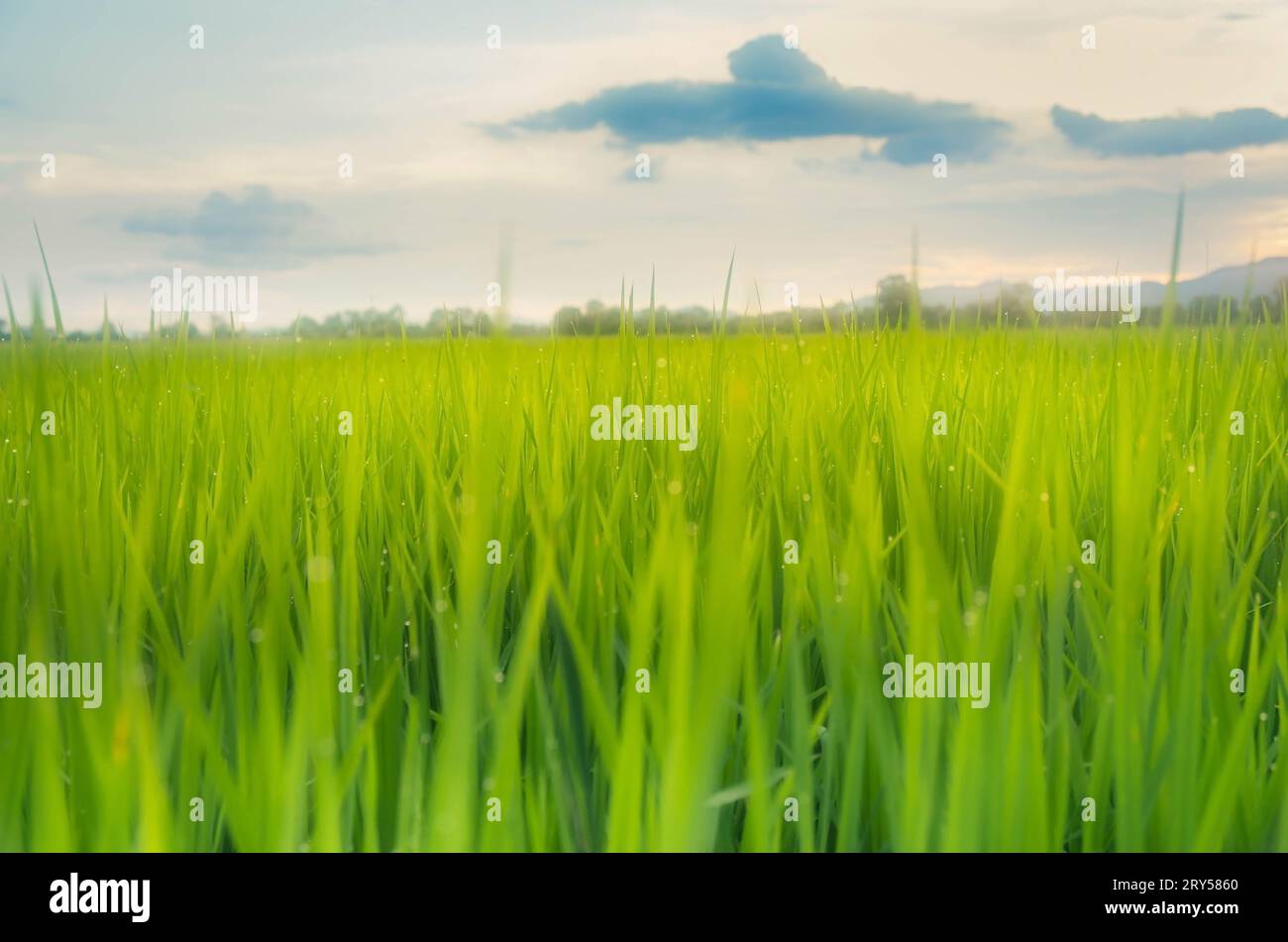 Paesaggio di colture verdi e campi. Agricoltura di agricoltori con semina di riso, piante giovani e campi. Risaia con tramonto e terreno agricolo. Thailan Foto Stock