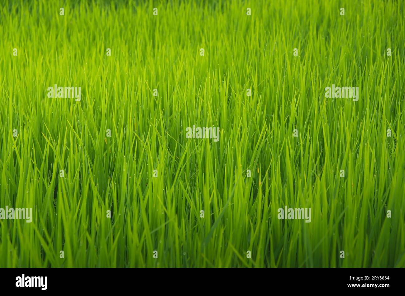 Paesaggio di colture verdi e campi. Agricoltura di agricoltori con semina di riso, piante giovani e campi. Risaia con tramonto e terreno agricolo. Thailan Foto Stock