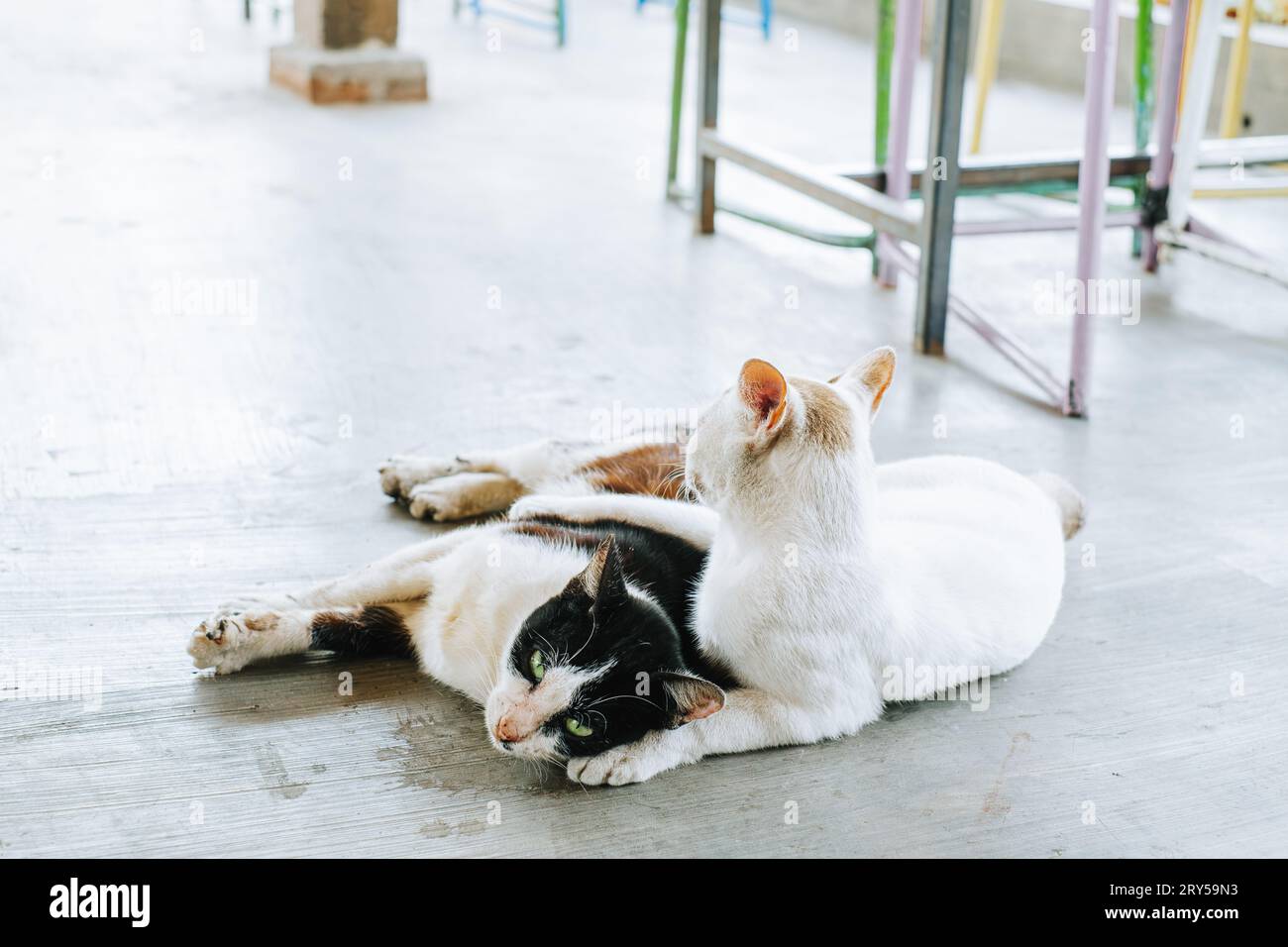 Due gatti appoggiati a terra e abbracciati Foto Stock