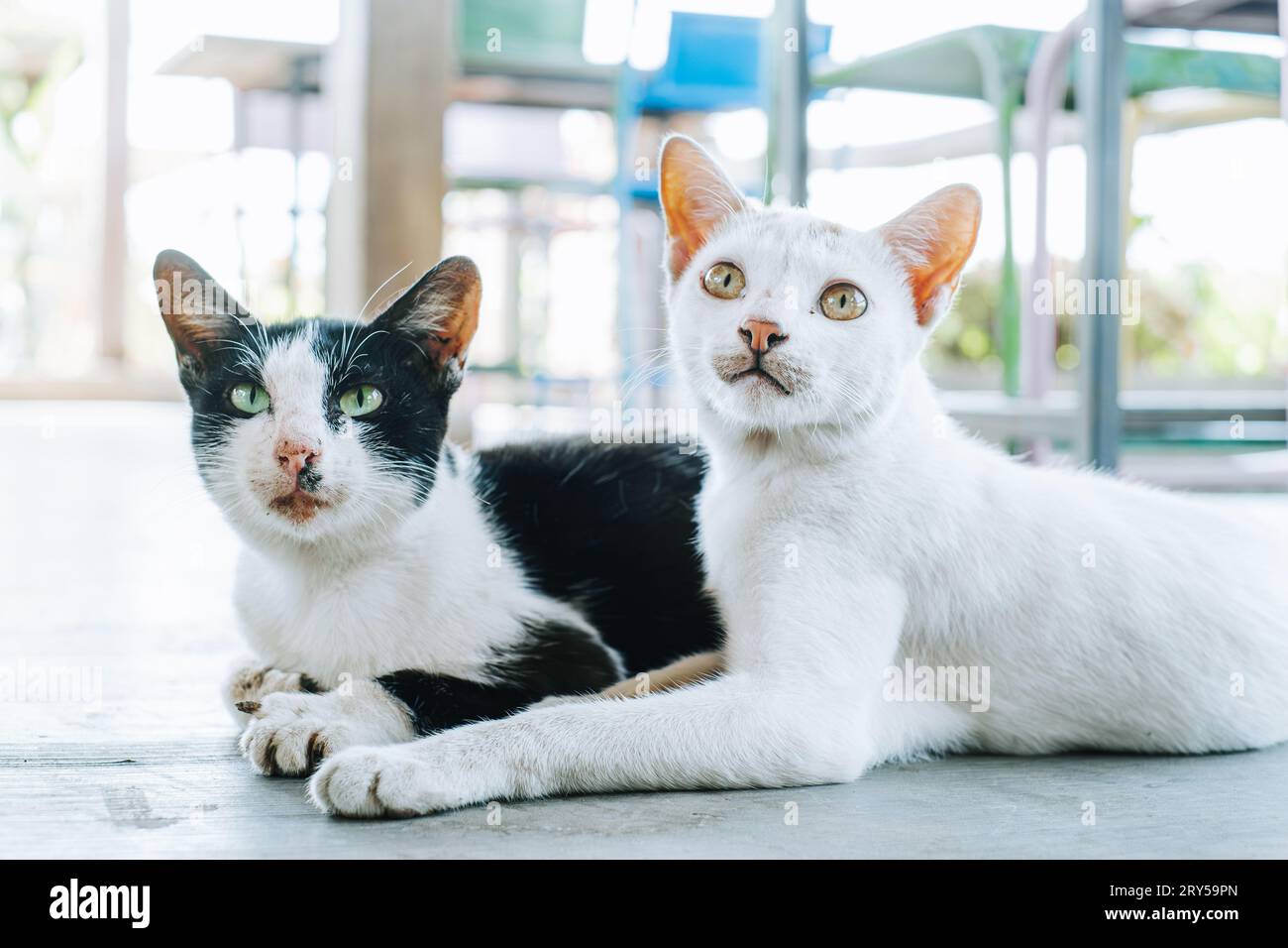 Due gatti stesi a terra Foto Stock