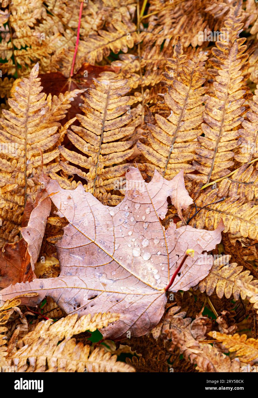 Una foglia d'acero è caduta su un letto di felci di mare, Oberg Mountain, Lake Superior National Forest, Cook County, Minnesota Foto Stock