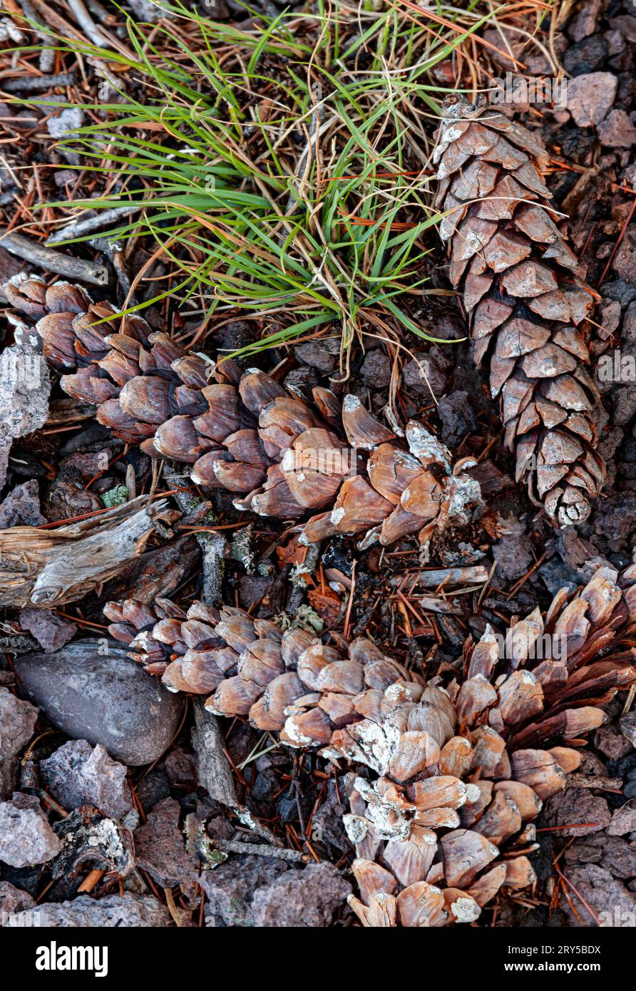 I coni di pino e i ciuffi d'erba si trovano sul fondo della foresta a Shovel Point, Tettegouche State Park, Cook County, Minnesota Foto Stock