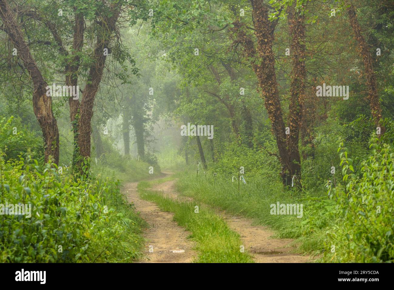 Nebbia sul sentiero tra Sant Boi de Lluccanès e il Santuari dels Munts (Llucnès - Osona, Barcellona, Catalogna, Spagna) Foto Stock