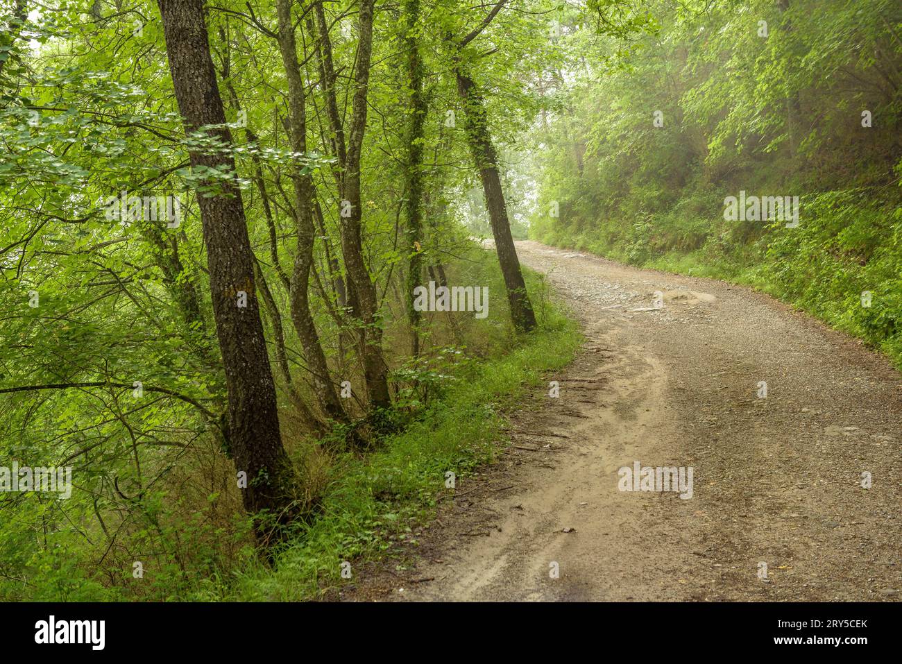 Nebbia sul sentiero tra Sant Boi de Lluccanès e il Santuari dels Munts (Llucnès - Osona, Barcellona, Catalogna, Spagna) Foto Stock